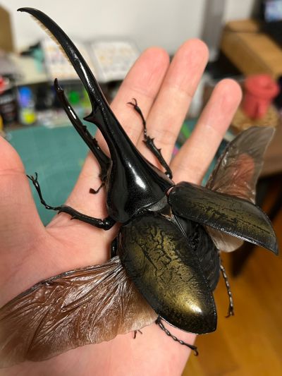 一番赏昆虫 世界昆虫博物馆 C奖 长戟大兜虫