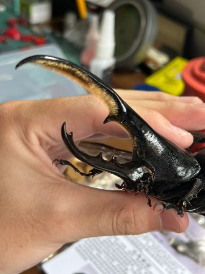 一番赏昆虫 世界昆虫博物馆 D奖 利奇长戟大兜虫（红眼）