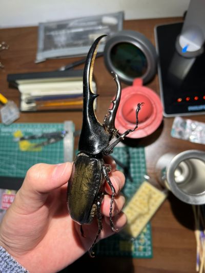 一番赏昆虫 世界昆虫博物馆 D奖 利奇长戟大兜虫（红眼）