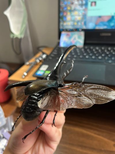 一番赏昆虫 世界昆虫博物馆 D奖 利奇长戟大兜虫（红眼）