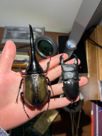 一番赏昆虫 世界昆虫博物馆 C奖 长戟大兜虫