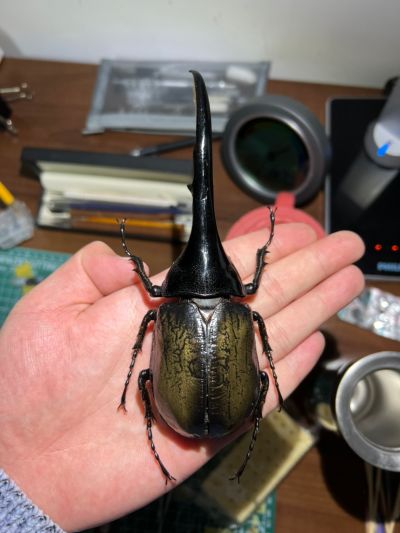 一番赏昆虫 世界昆虫博物馆 D奖 利奇长戟大兜虫（红眼）