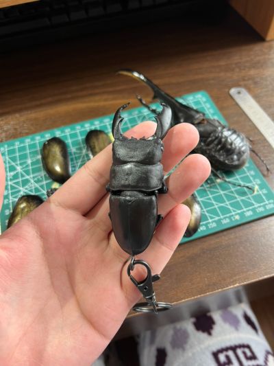 一番赏昆虫 世界昆虫博物馆 C奖 长戟大兜虫