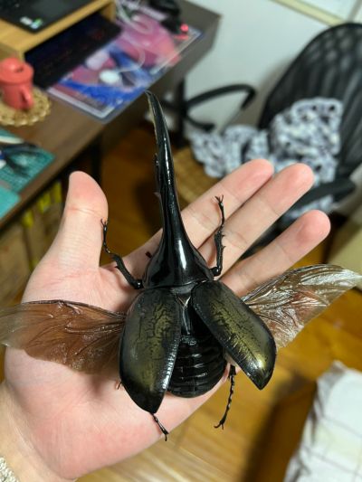 一番赏昆虫 世界昆虫博物馆 C奖 长戟大兜虫