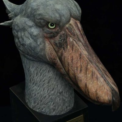 博物系列 鲸头鹳