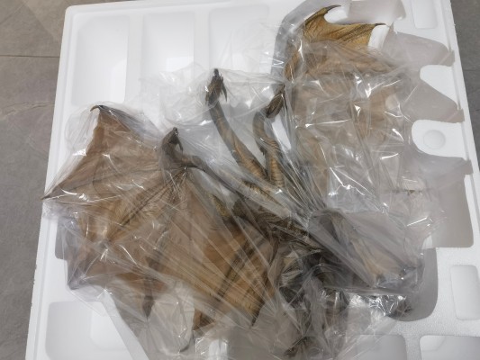 东宝大怪兽系列 哥斯拉2：怪兽之王 基多拉(2019)