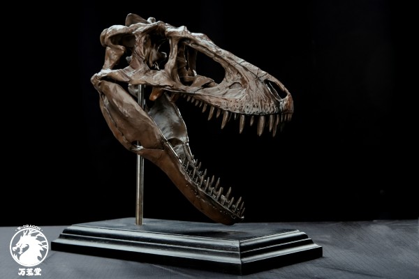博物馆系列 亚成体暴龙头骨模型