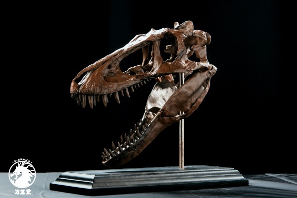博物馆系列 亚成体暴龙头骨模型