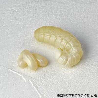 REVOGEO 日本木蚁 两只一组