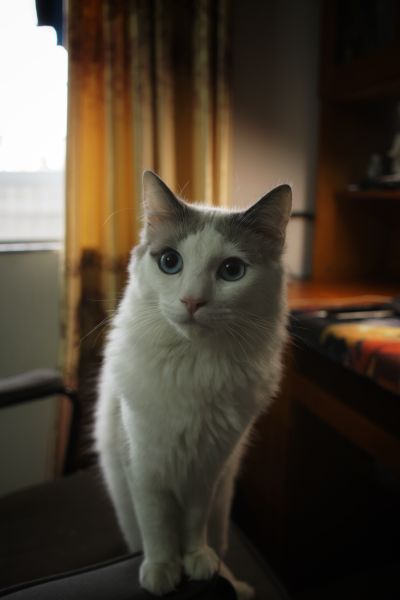 拳皇97 不知火舞