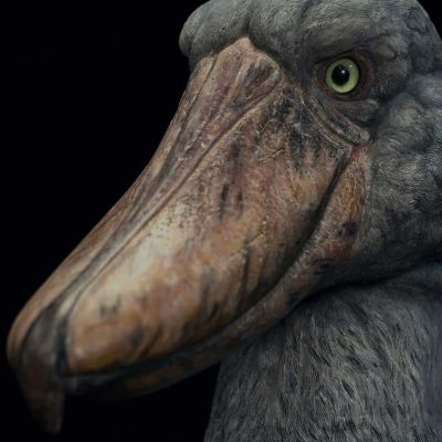 博物系列 鲸头鹳