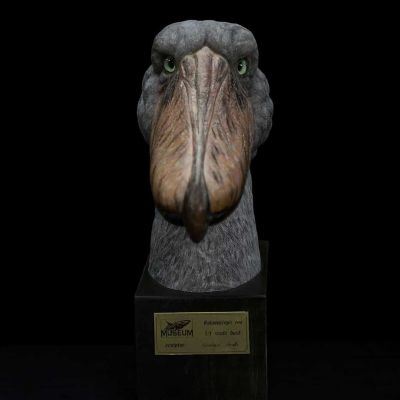 博物系列 鲸头鹳