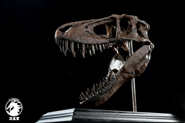 博物馆系列 亚成体暴龙头骨模型