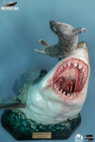 博物系列 大白鲨