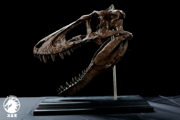 博物馆系列 亚成体暴龙头骨模型