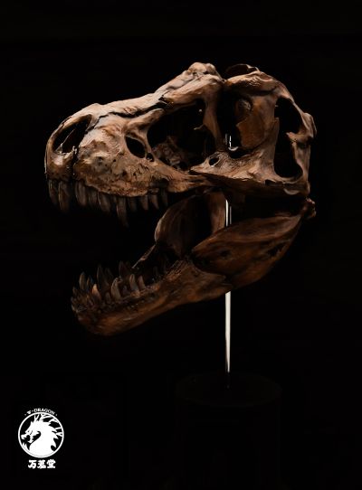 博物馆系列 暴龙头骨