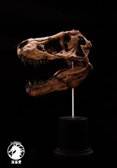 博物馆系列 暴龙头骨