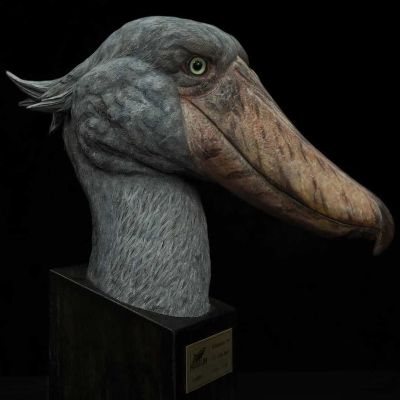 博物系列 鲸头鹳