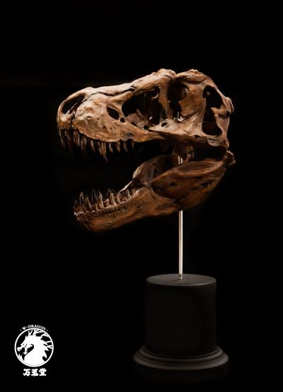 博物馆系列 暴龙头骨