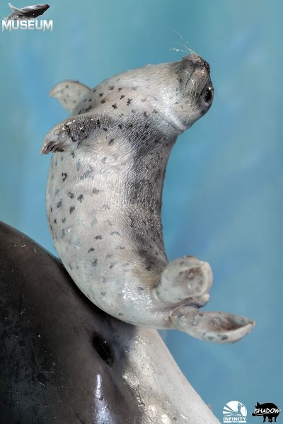 博物系列 大白鲨