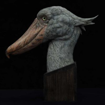 博物系列 鲸头鹳