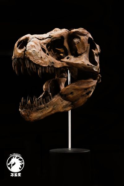 博物馆系列 暴龙头骨