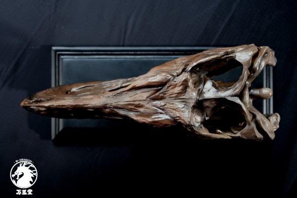 博物馆系列 亚成体暴龙头骨模型