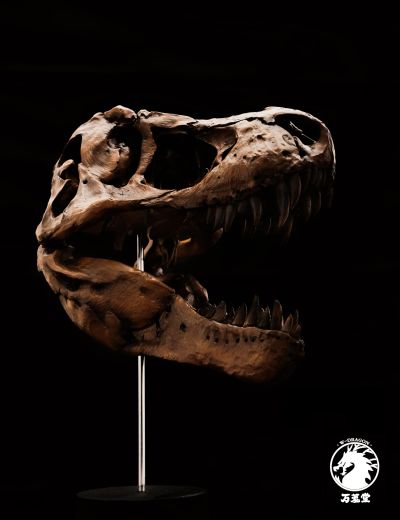 博物馆系列 暴龙头骨