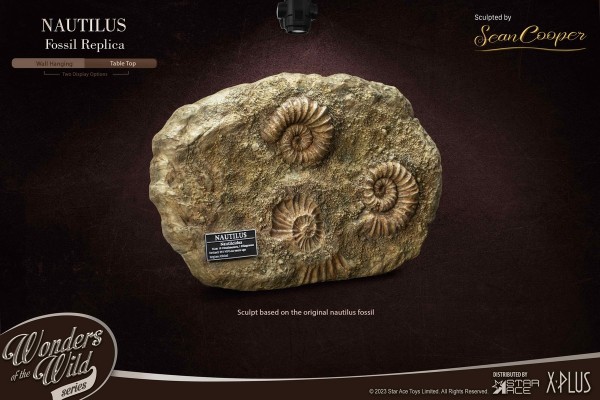 史前动物系列 鹦鹉螺