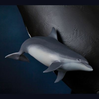 NATURE TALES 露脊鲸亲子