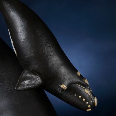 NATURE TALES 露脊鲸亲子