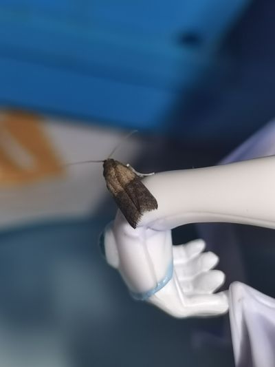 魔界天使ジブリールII 圣天使吉普莉尔 阿丽丝 