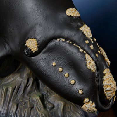 NATURE TALES 露脊鲸亲子