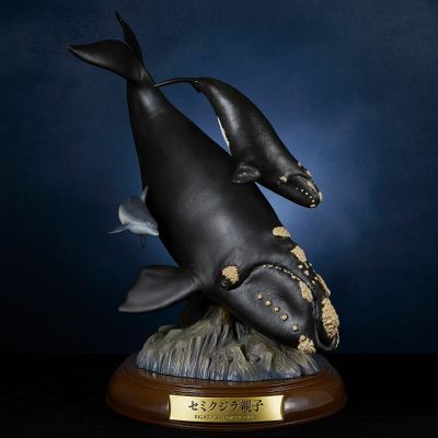 NATURE TALES 露脊鲸亲子