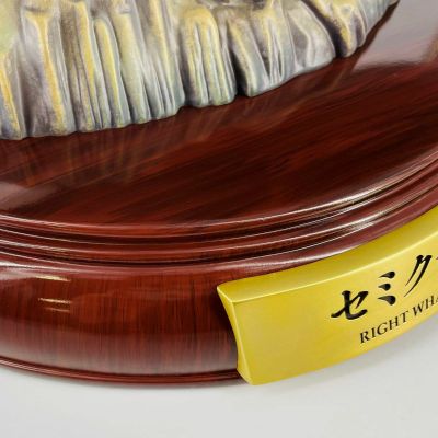 NATURE TALES 露脊鲸亲子