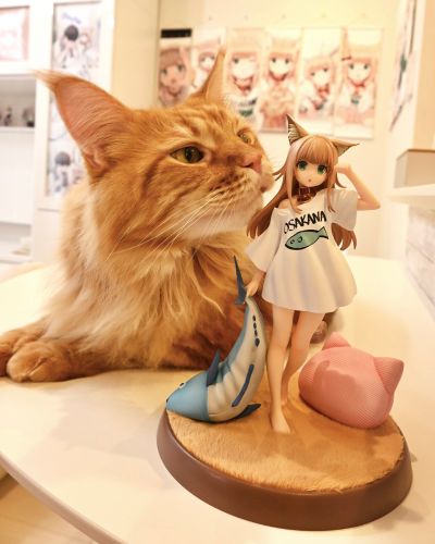 我家的猫是可爱女孩 黄豆粉 早安