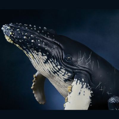 NATURE TALES 座头鲸亲子