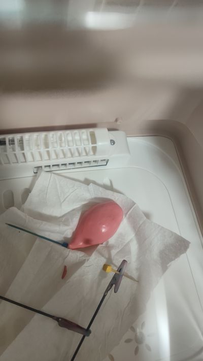 孤独摇滚！后藤独 变形手办套装 扁面蛸 与 槌子蛇