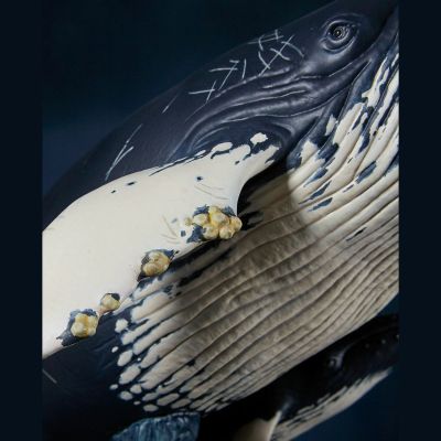 NATURE TALES 座头鲸亲子