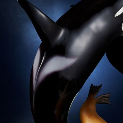 NATURE TALES 虎鲸和海狮