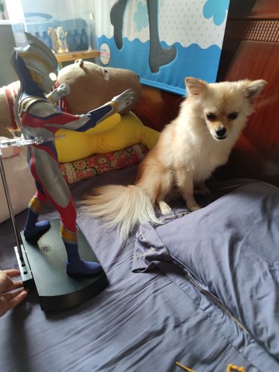 UA系列 特利迦奥特曼 特利迦奥特曼 复合型