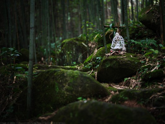 菇娘系列·No.2·长裙竹荪