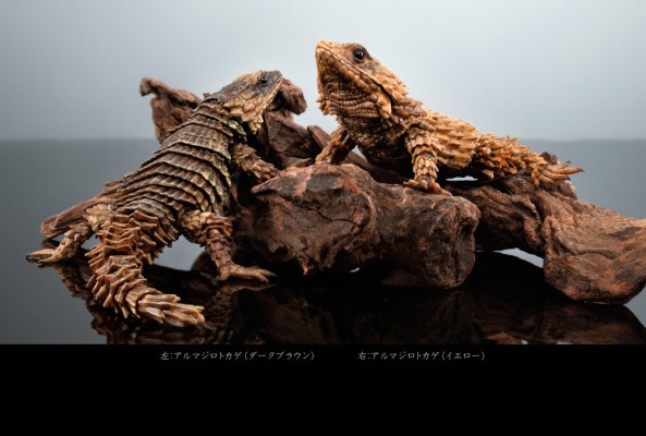 进化生物大图鉴 犰狳蜥