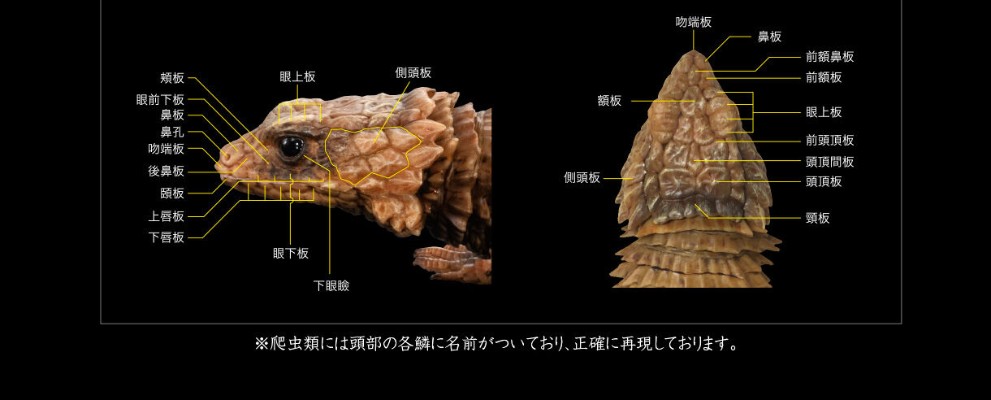 进化生物大图鉴 犰狳蜥