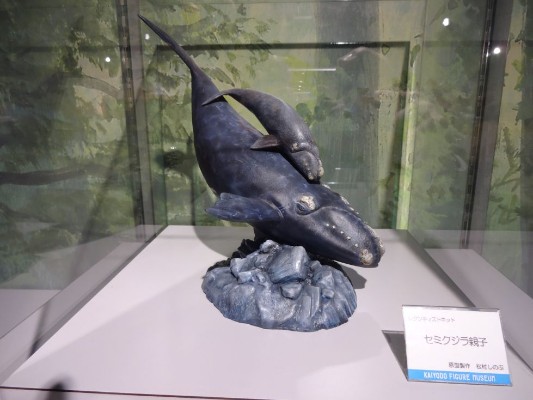 NATURE TALES 露脊鲸亲子