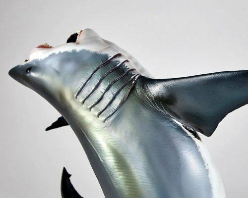 NATURE TALES 大白鲨