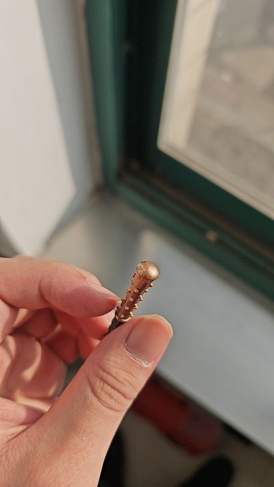 战锤40000 修女会 至圣总院长 莫雯·瓦尔