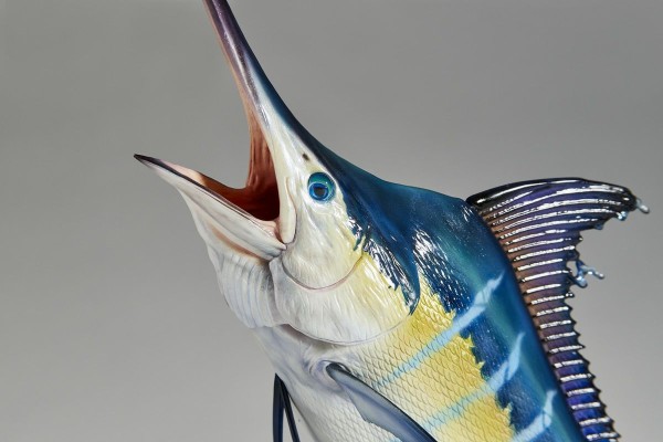 NATURE TALES 蓝枪鱼