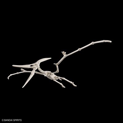 恐龙拼装模型 无齿翼龙