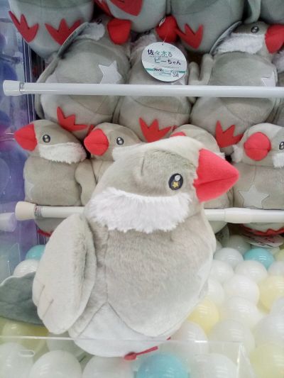 压泡面 佐佐木与文鸟小哔 星崎